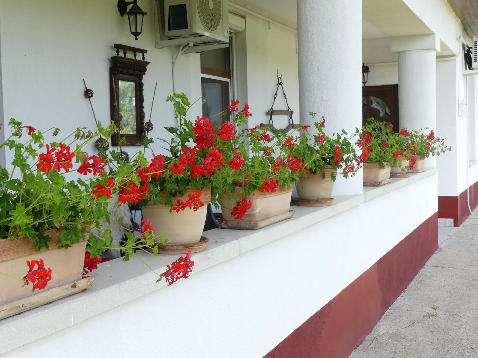 Tiszaszolos Tisza White House Bed & Breakfast エクステリア 写真